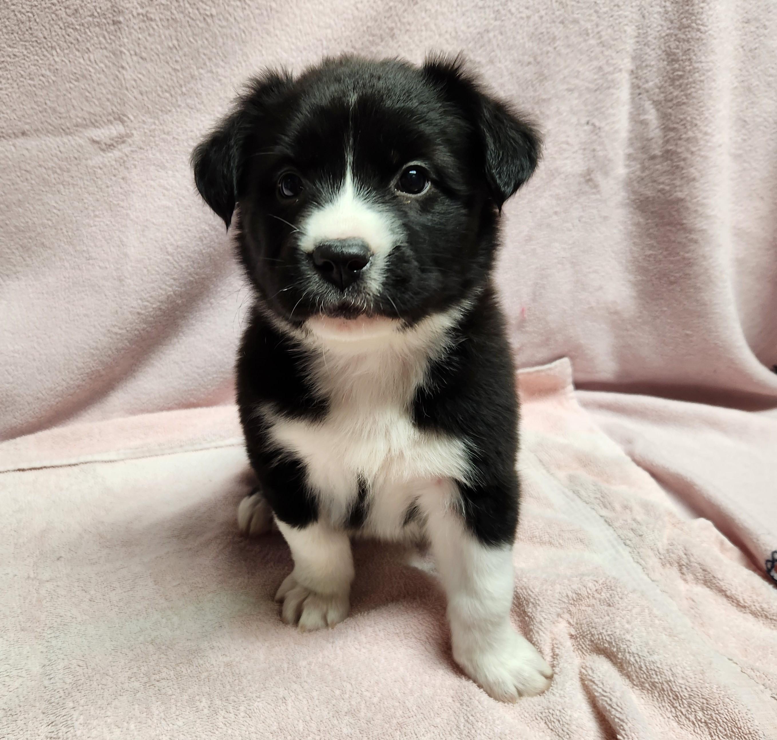 Enlarge Kate, a ADOPTABLE mixed breed in Siloam Springs, AR image 1/4