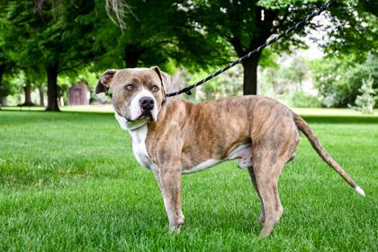 Duke, a Adoptable mixed breed in Yakima, WA image 2/3