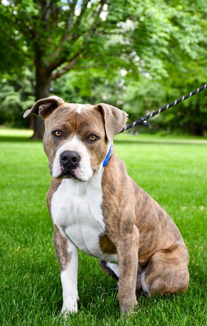 Enlarge Duke, a Adoptable mixed breed in Yakima, WA image 2/3