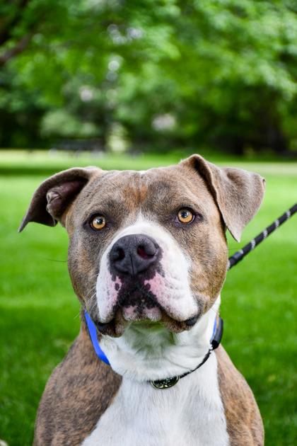 Enlarge Duke, a Adoptable mixed breed in Yakima, WA image 3/3