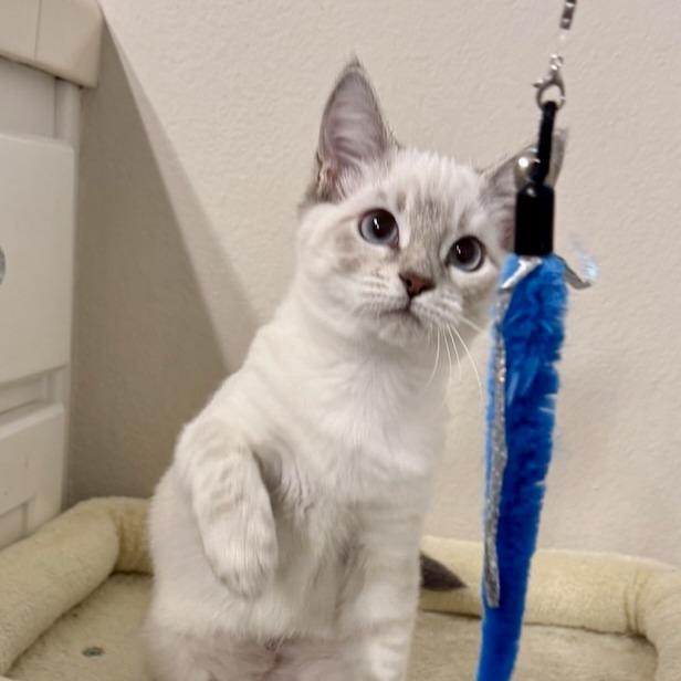 Enlarge Opal, a Adoptable Siamese in Pleasanton, CA image 1/4