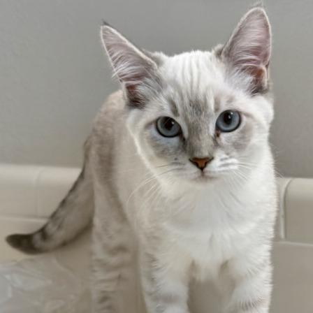 Enlarge Opal, a Adoptable Siamese in Pleasanton, CA image 2/4