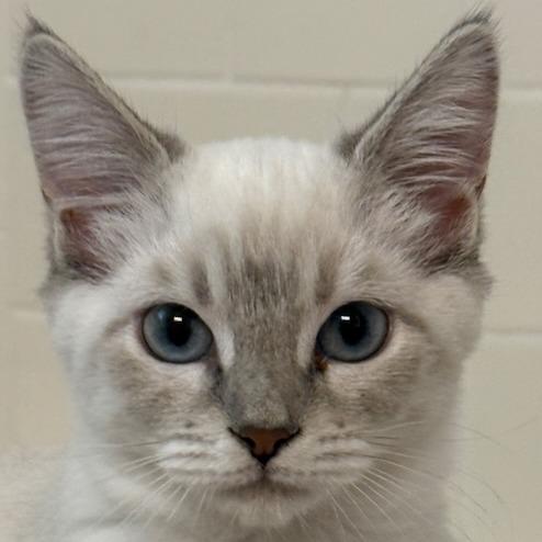 Enlarge Opal, a Adoptable Siamese in Pleasanton, CA image 3/4