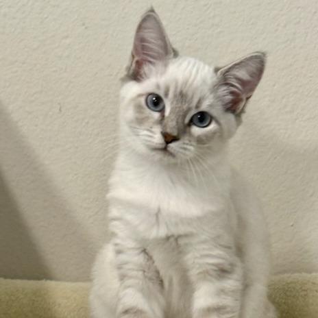 Enlarge Opal, a Adoptable Siamese in Pleasanton, CA image 4/4
