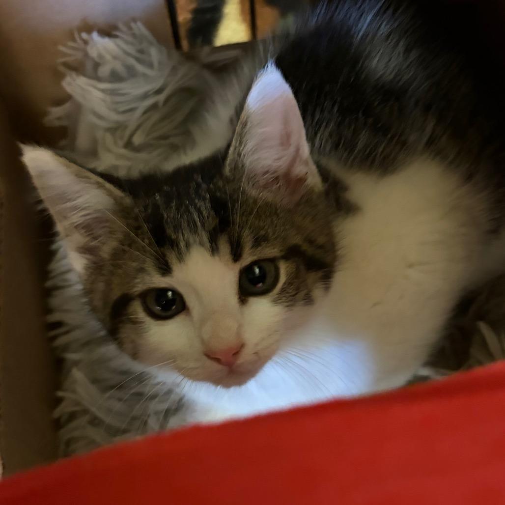 Addie, Adoptable, Kitten Male Domestic Short Hair.