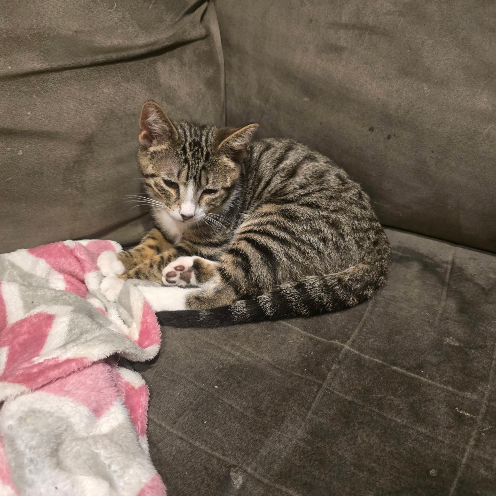 MATEO, Adoptable, Kitten Male Tabby.