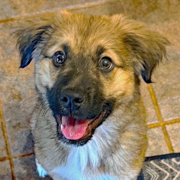 O'Malley, an adopted mixed breed in Oklahoma City, OK image 3/4