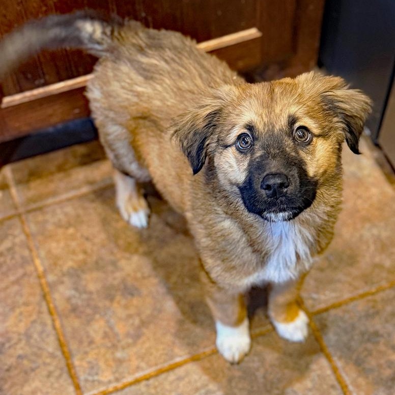 O'Malley, adopted, Puppy Male German Shepherd Dog & Great Pyrenees.