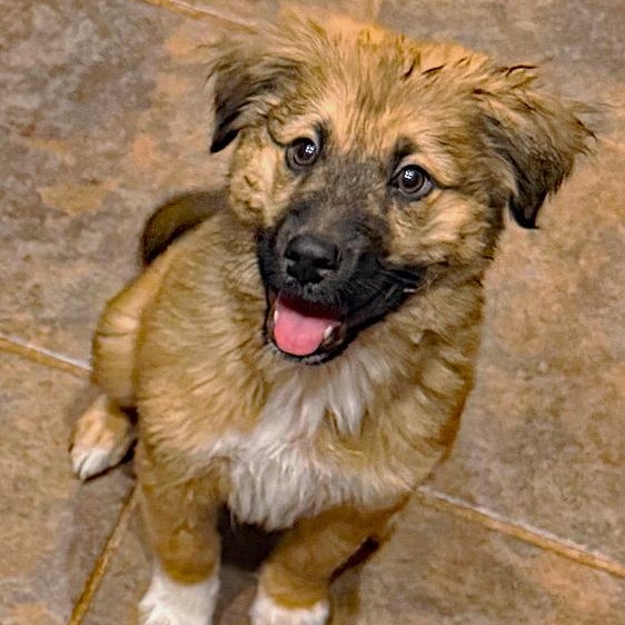 O'Malley, an adopted mixed breed in Oklahoma City, OK image 2/4