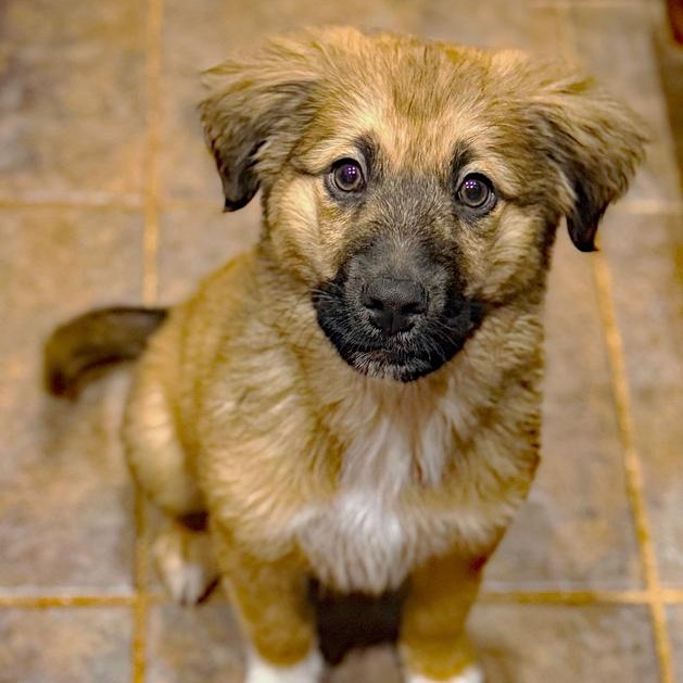O'Malley, an adopted mixed breed in Oklahoma City, OK image 4/4