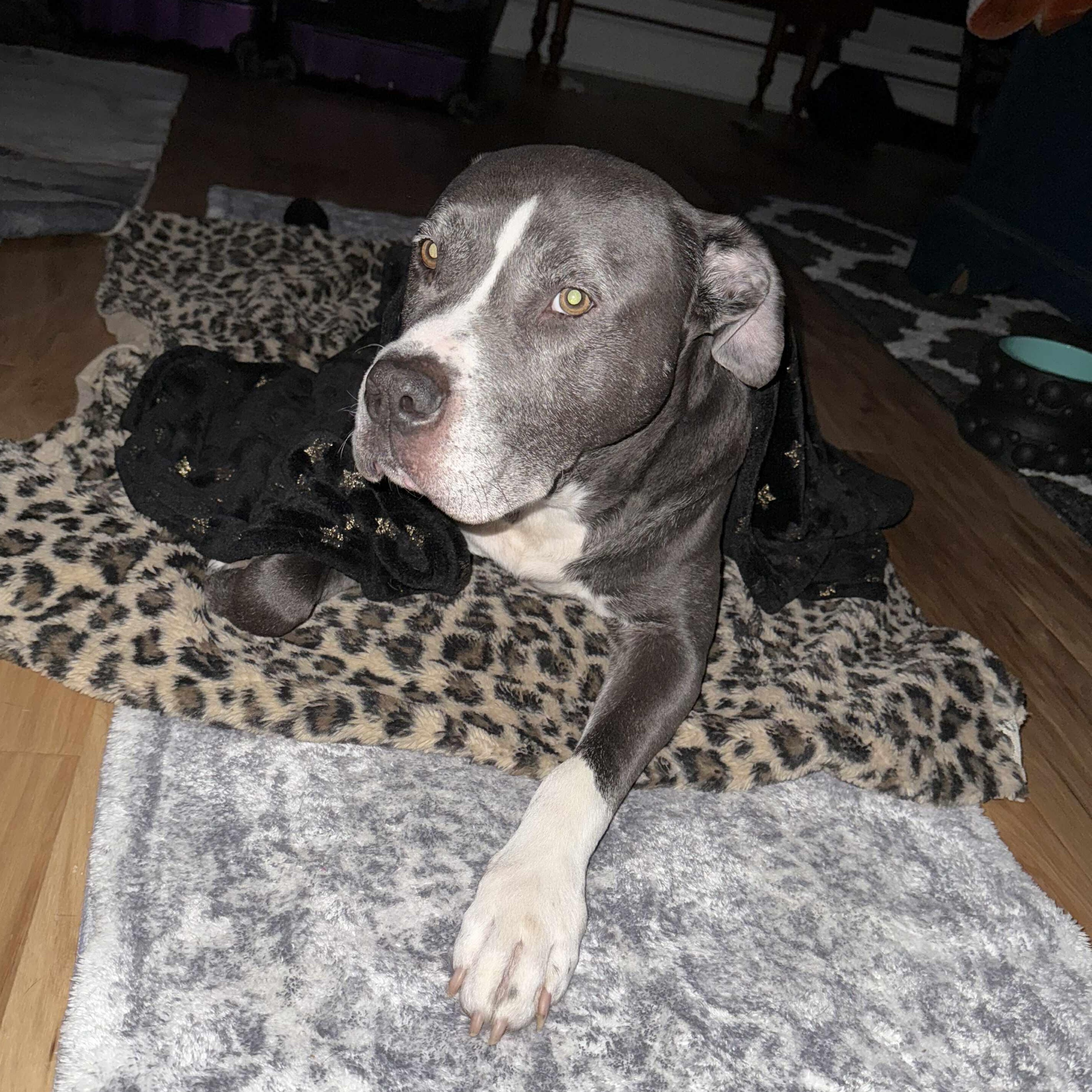 Buddy, an adoptable mixed breed in Yukon, OK image 5/5