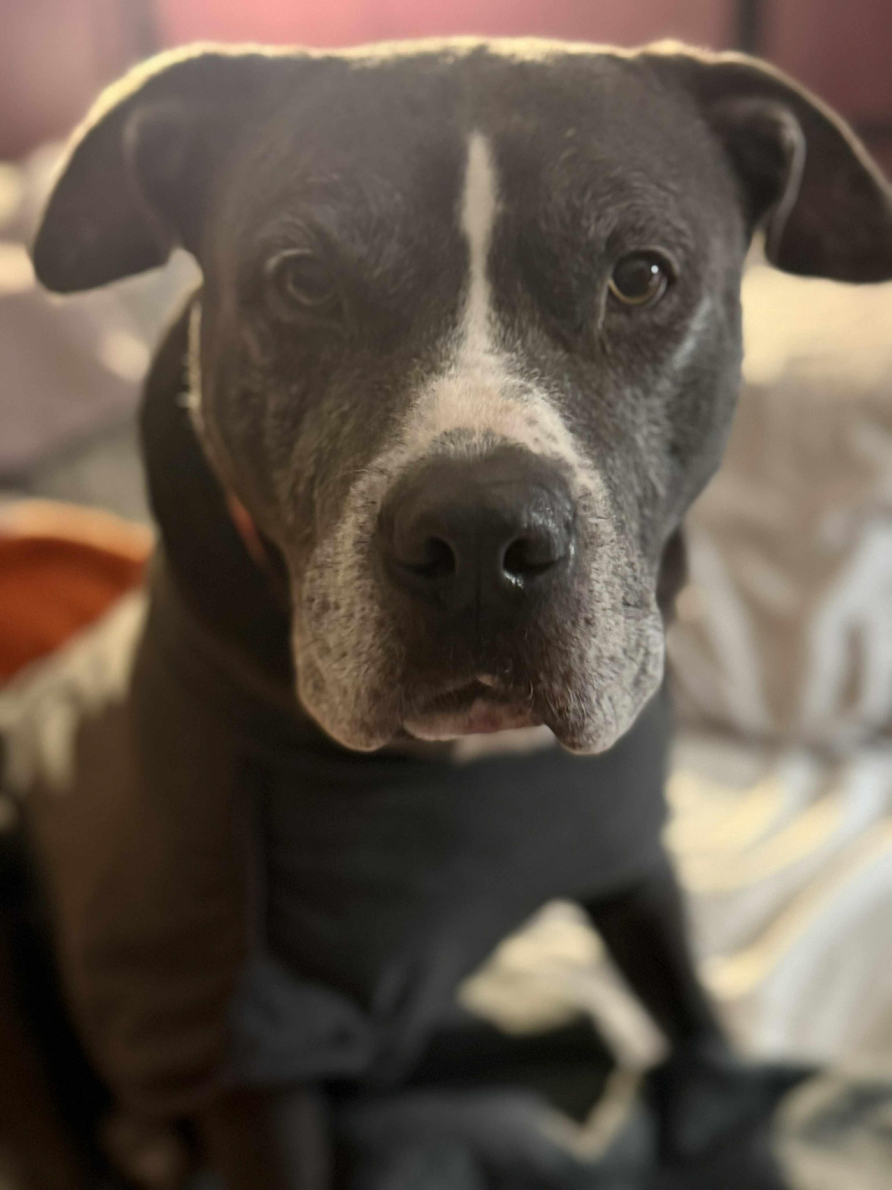 Buddy, an adoptable mixed breed in Yukon, OK image 2/5