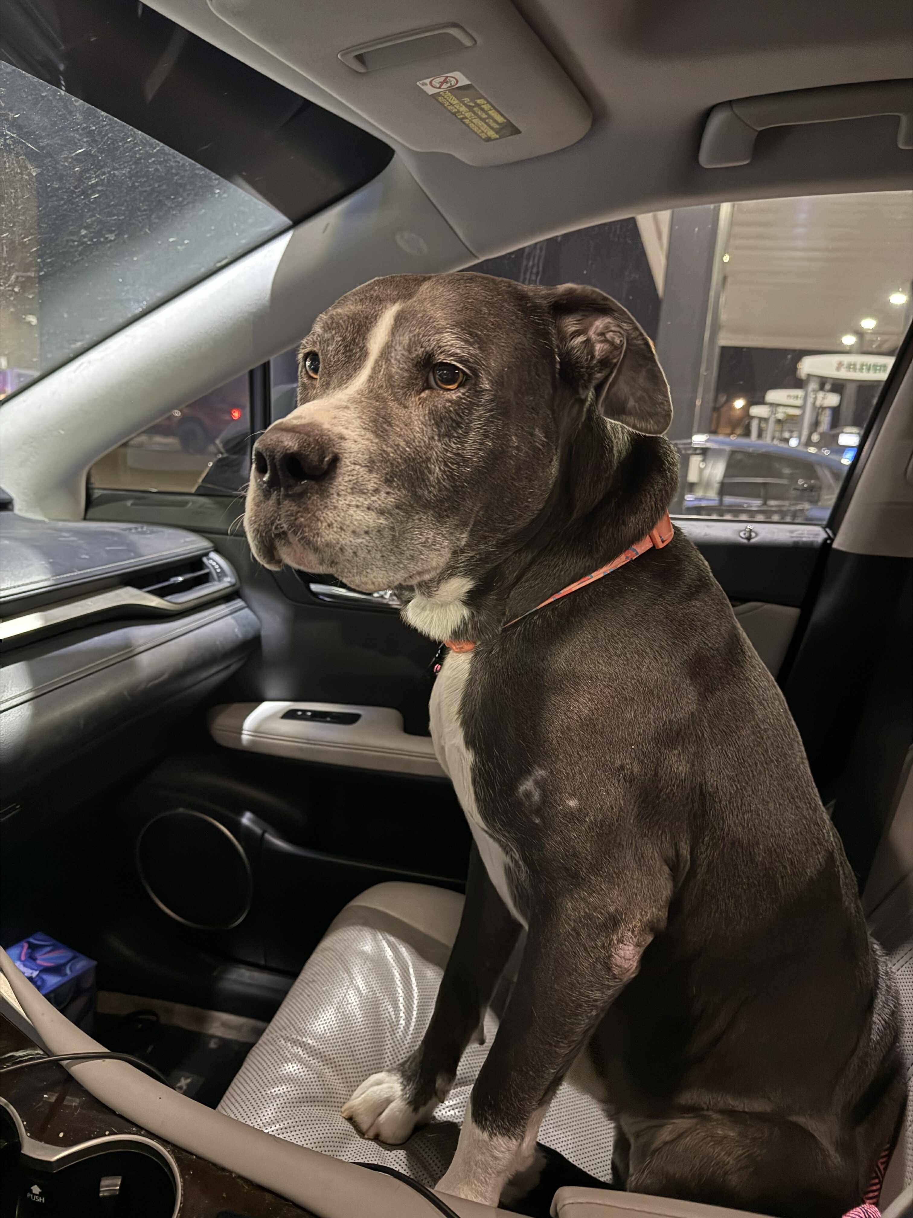 Buddy, an adoptable mixed breed in Yukon, OK image 3/5