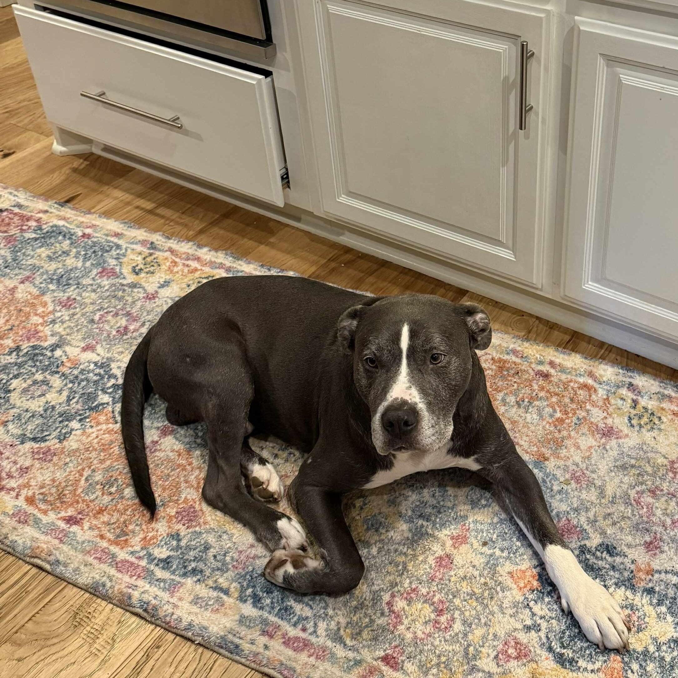Buddy, an adoptable mixed breed in Yukon, OK image 4/5