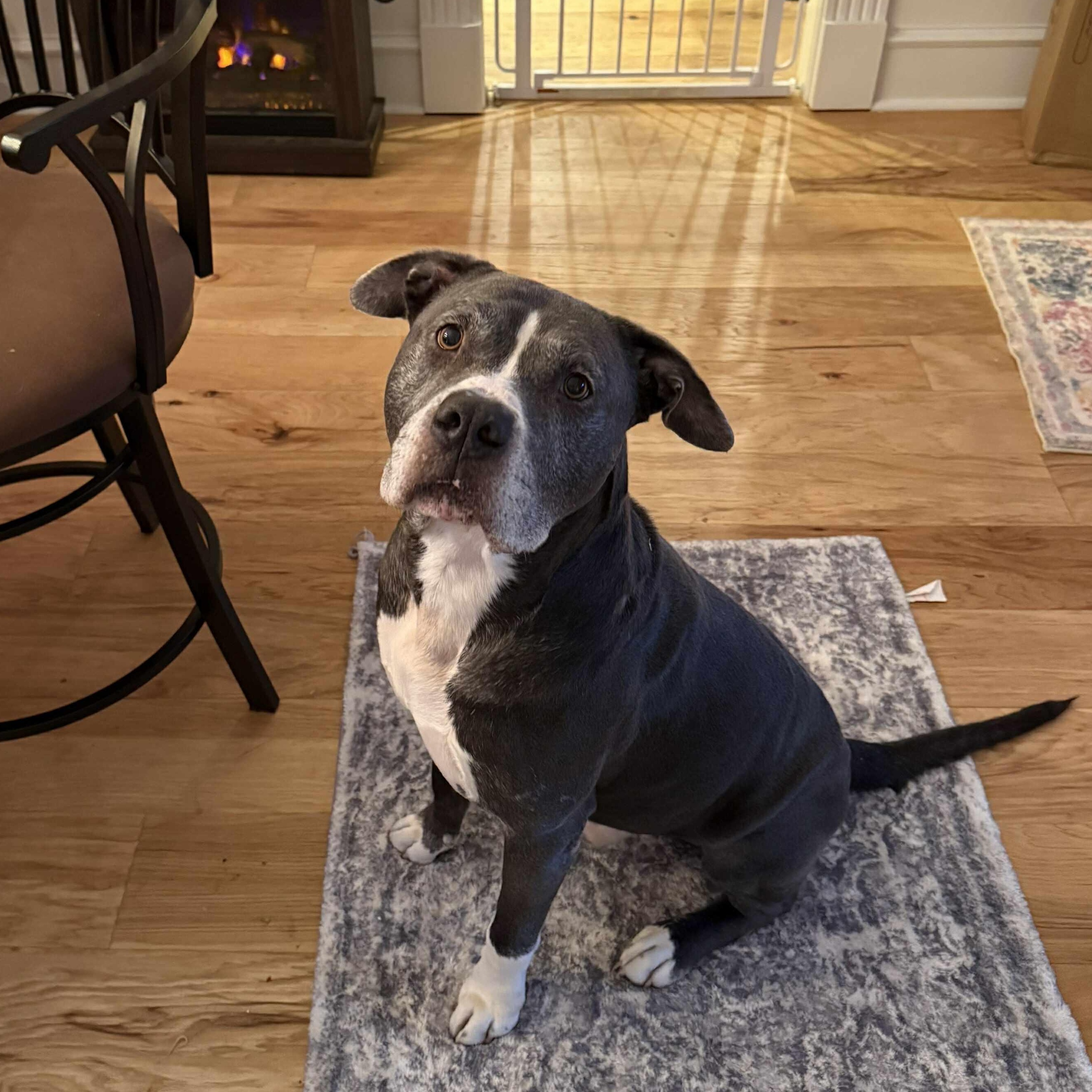 Buddy, an adoptable mixed breed in Yukon, OK image 1/5