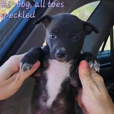 Kipper, Adoptable, Young Male Australian Cattle Dog / Blue Heeler.