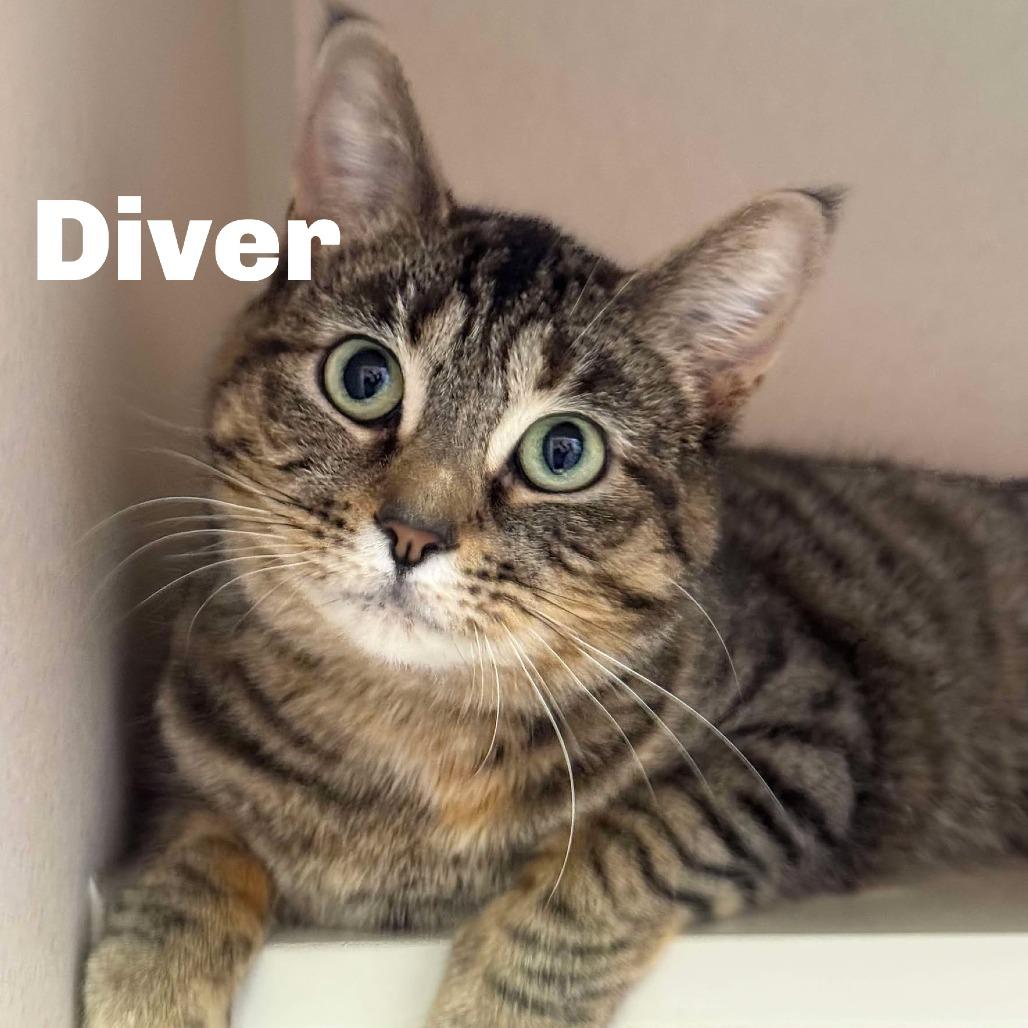 Diver 260232, Adoptable, Adult Female Domestic Short Hair.