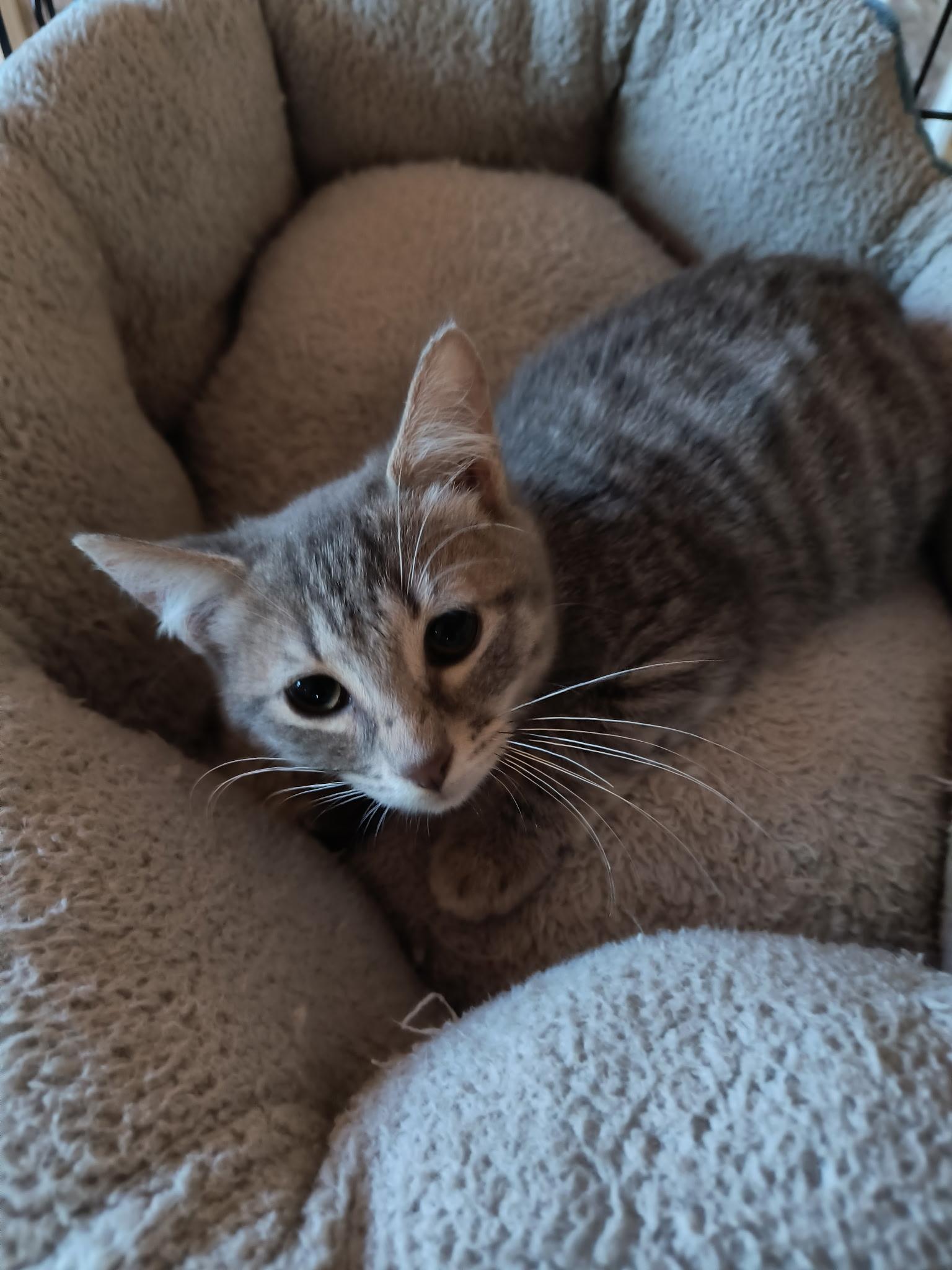 Enlarge Viva, an adopted Domestic Short Hair in Malden, MA image 3/3