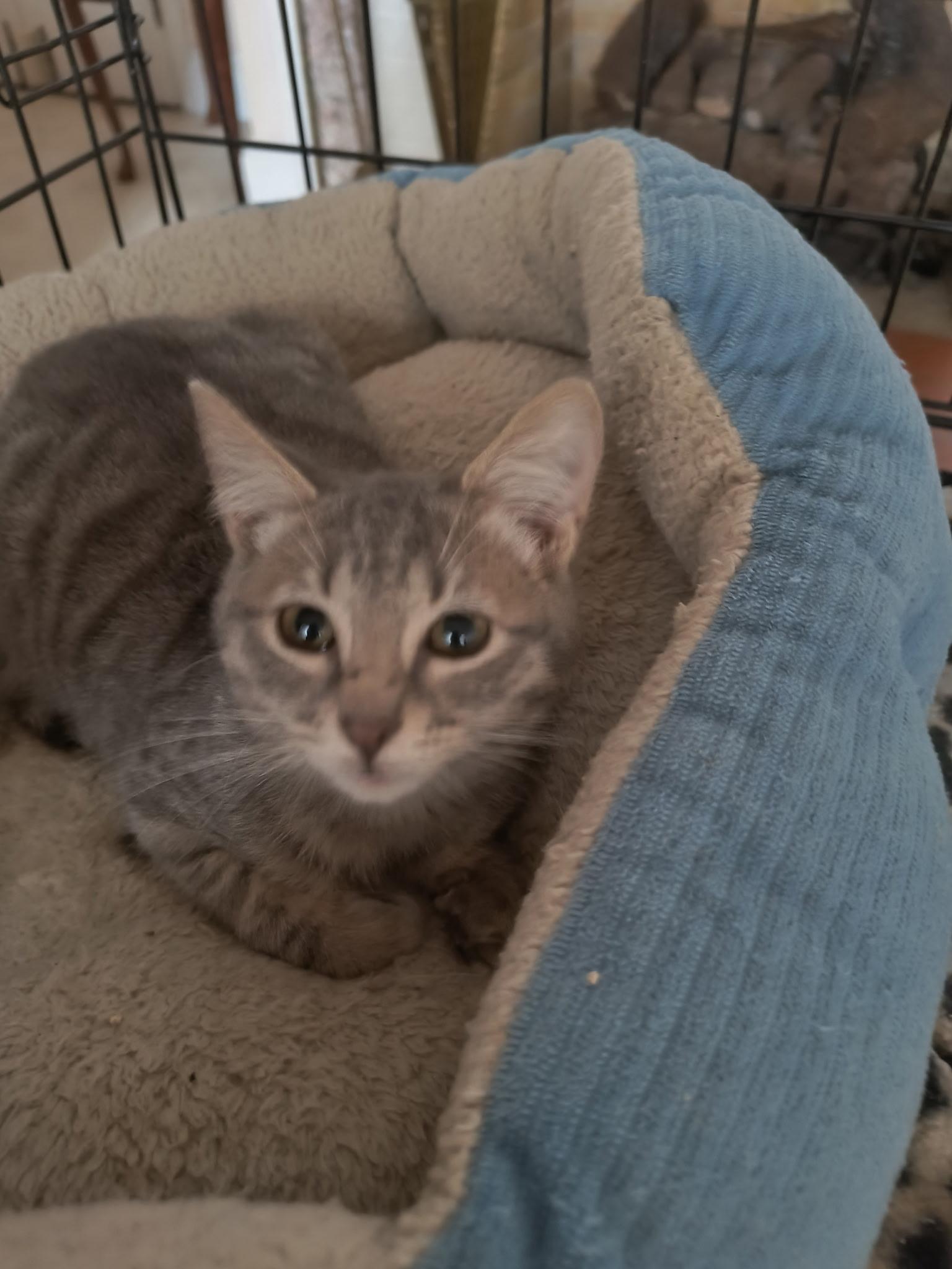 Viva, adopted, Kitten Female Domestic Short Hair.