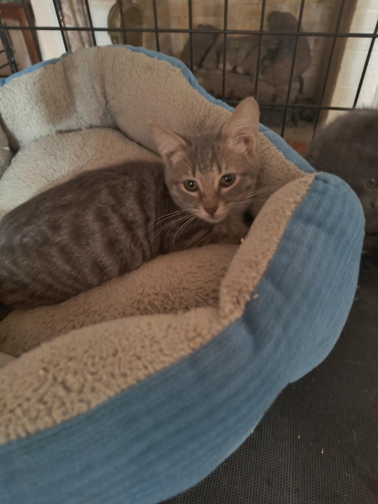 Enlarge Viva, an adopted Domestic Short Hair in Malden, MA image 2/3