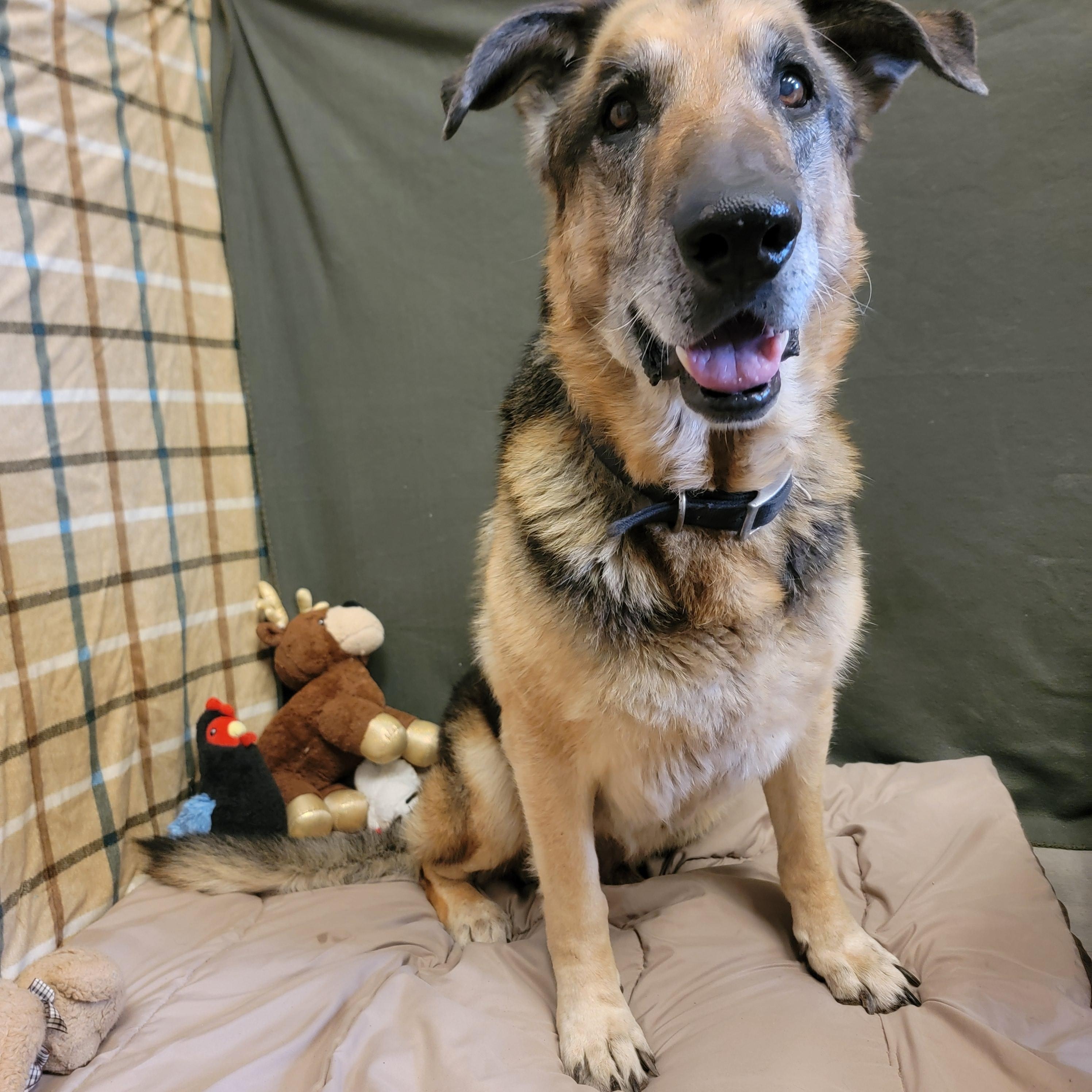 Enlarge Roy, a ADOPTABLE German Shepherd Dog in ALPINE, TX image 2/5
