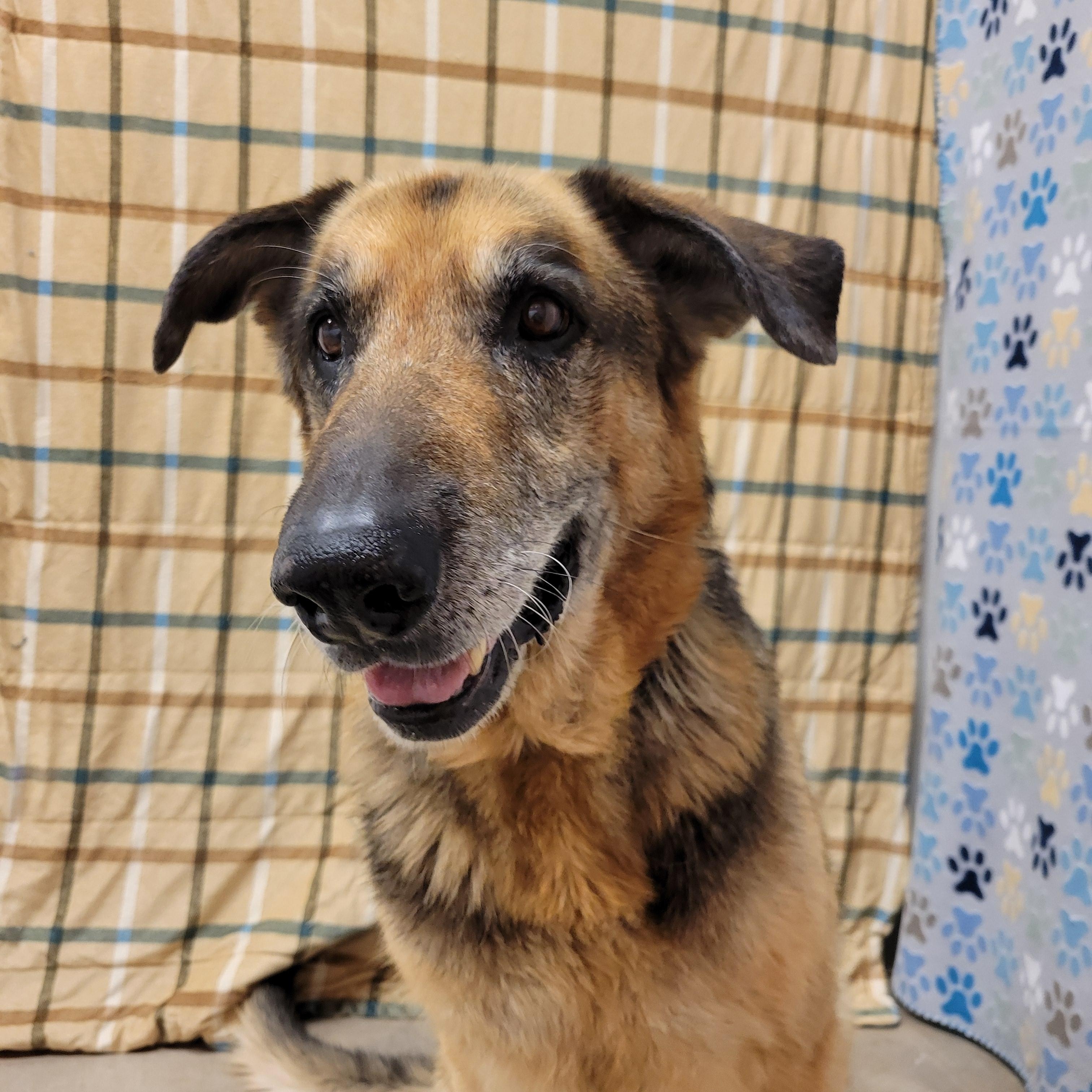 Enlarge Roy, a ADOPTABLE German Shepherd Dog in ALPINE, TX image 2/6