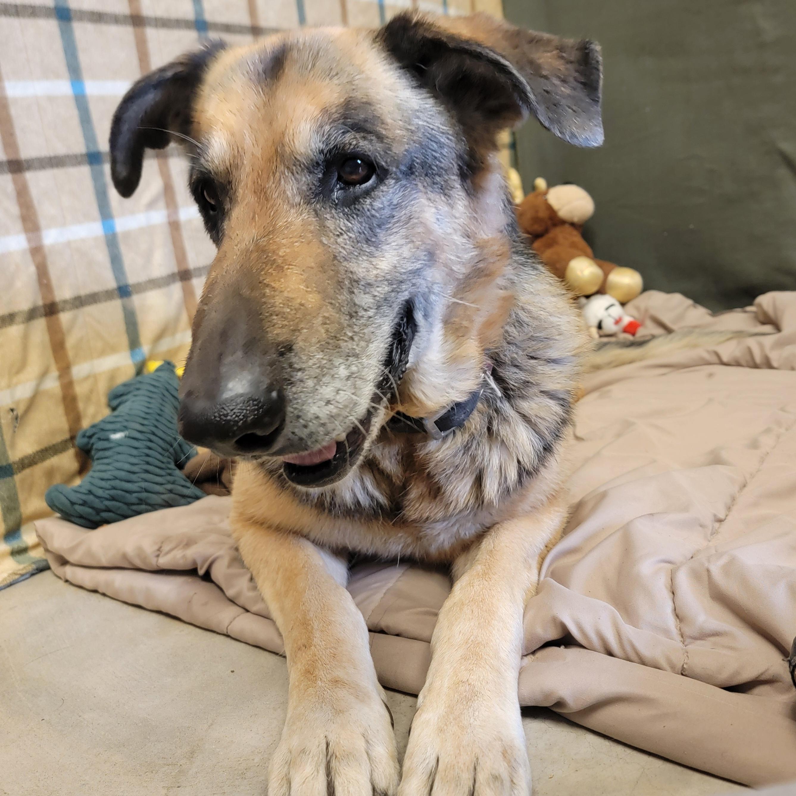 Enlarge Roy, a ADOPTABLE German Shepherd Dog in ALPINE, TX image 5/5