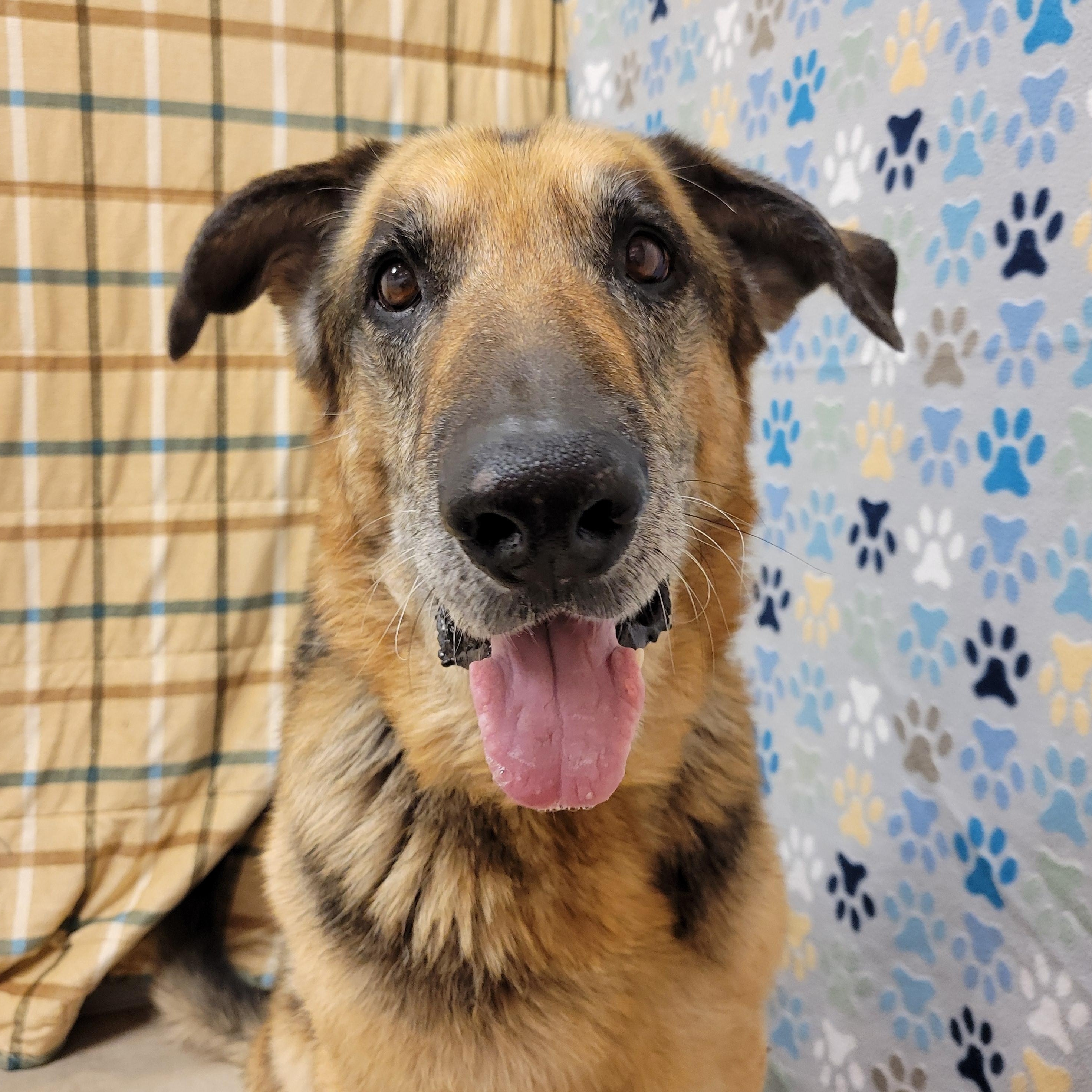 Enlarge Roy, a ADOPTABLE German Shepherd Dog in ALPINE, TX image 1/6