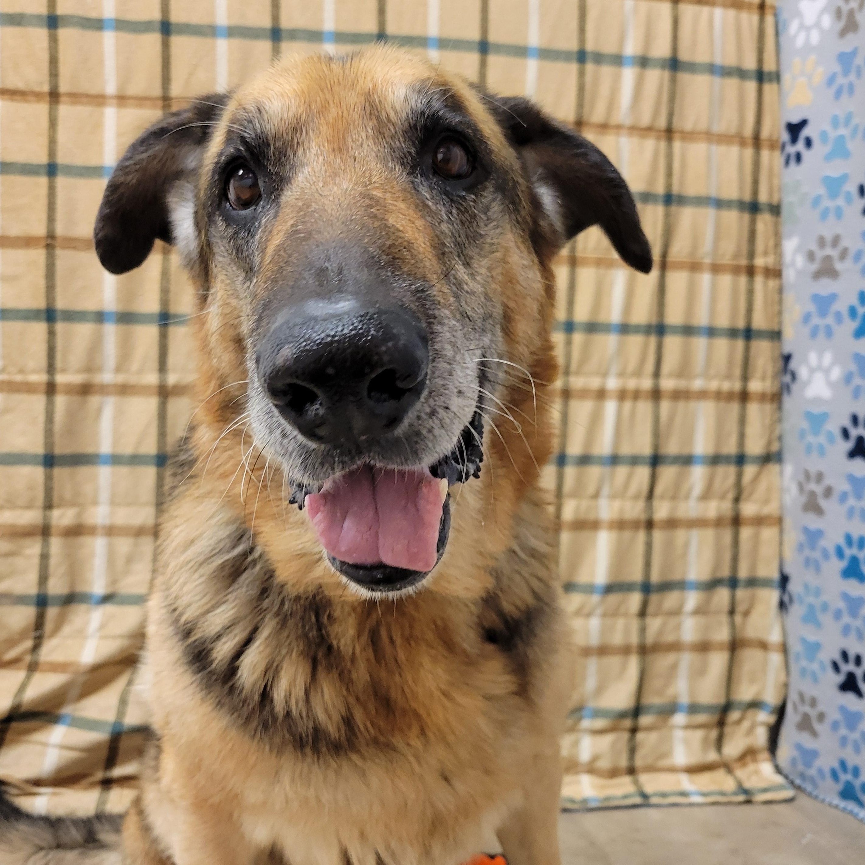 Enlarge Roy, a ADOPTABLE German Shepherd Dog in ALPINE, TX image 4/6