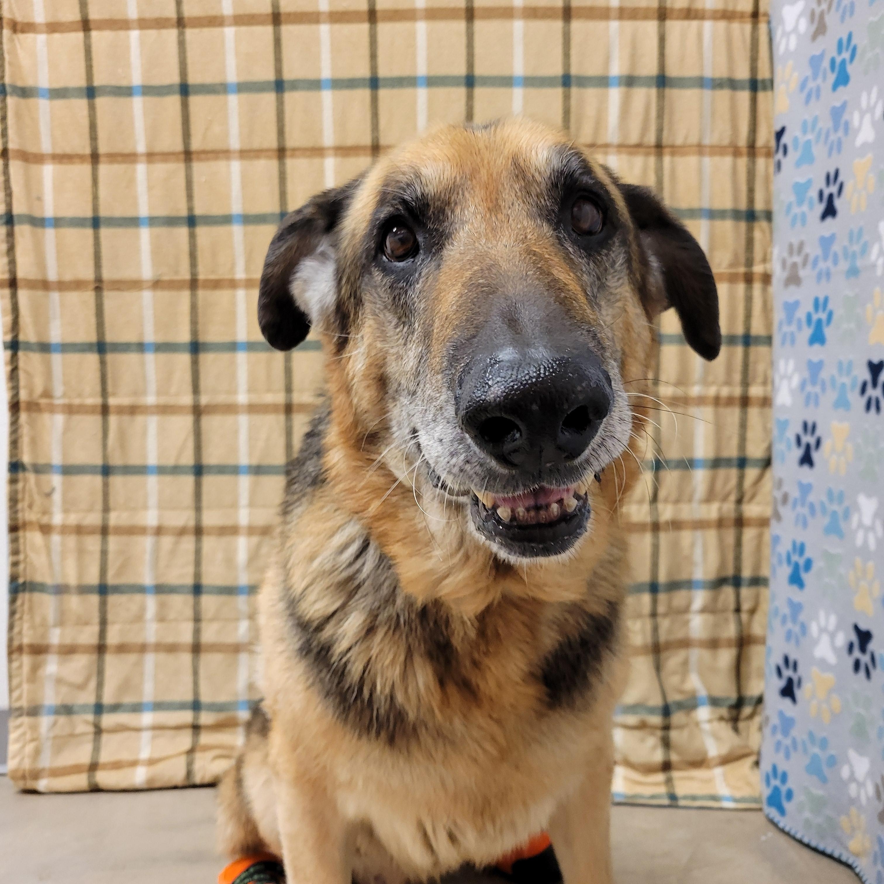 Enlarge Roy, a ADOPTABLE German Shepherd Dog in ALPINE, TX image 3/6