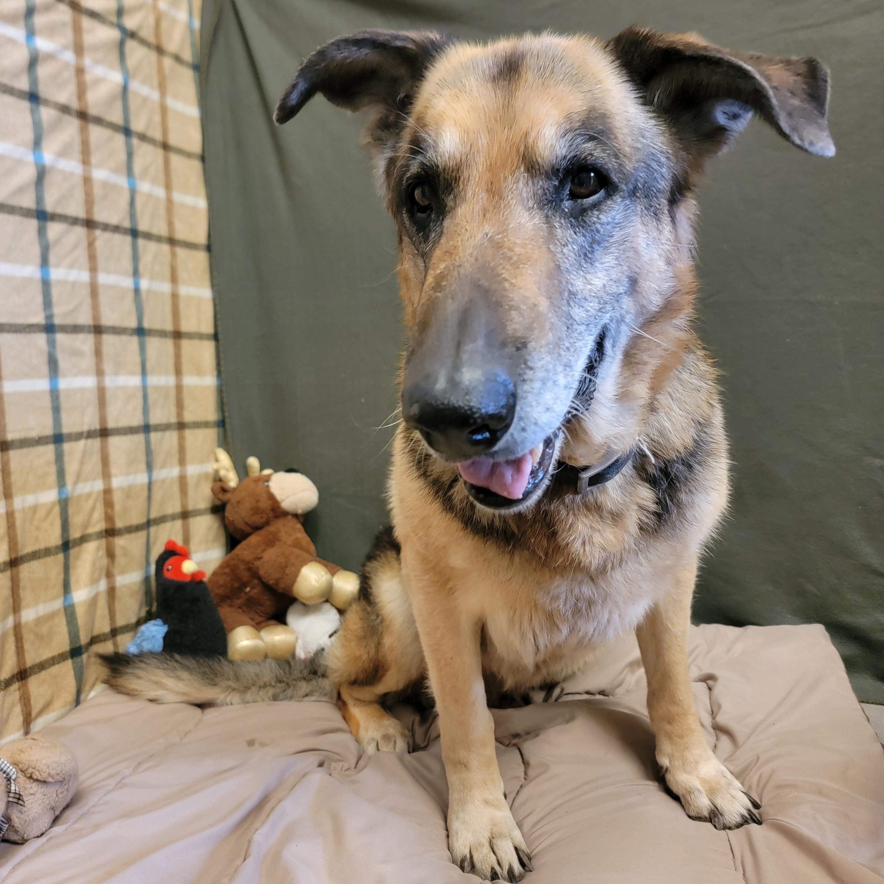 Enlarge Roy, a ADOPTABLE German Shepherd Dog in ALPINE, TX image 4/5