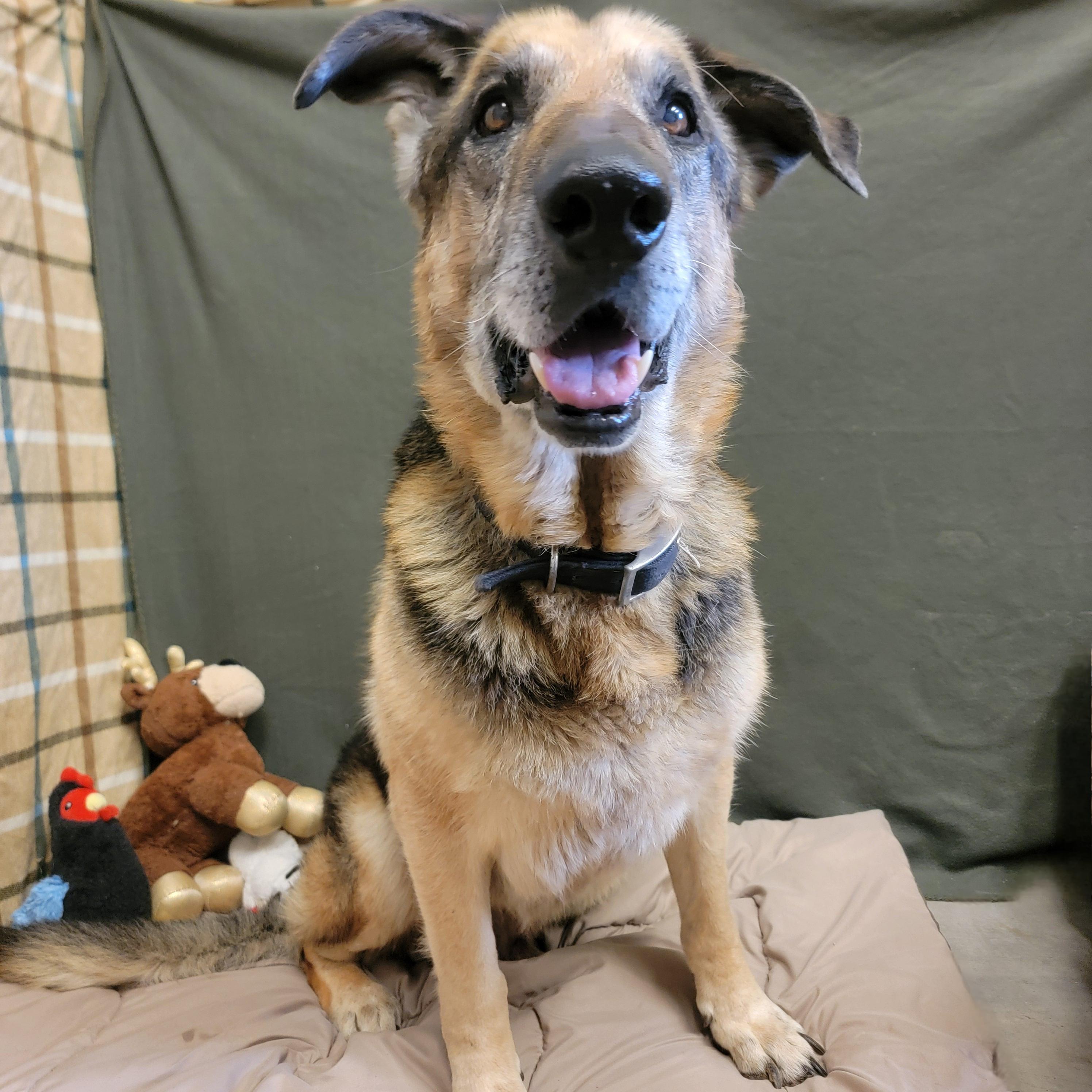 Enlarge Roy, a ADOPTABLE German Shepherd Dog in ALPINE, TX image 1/5