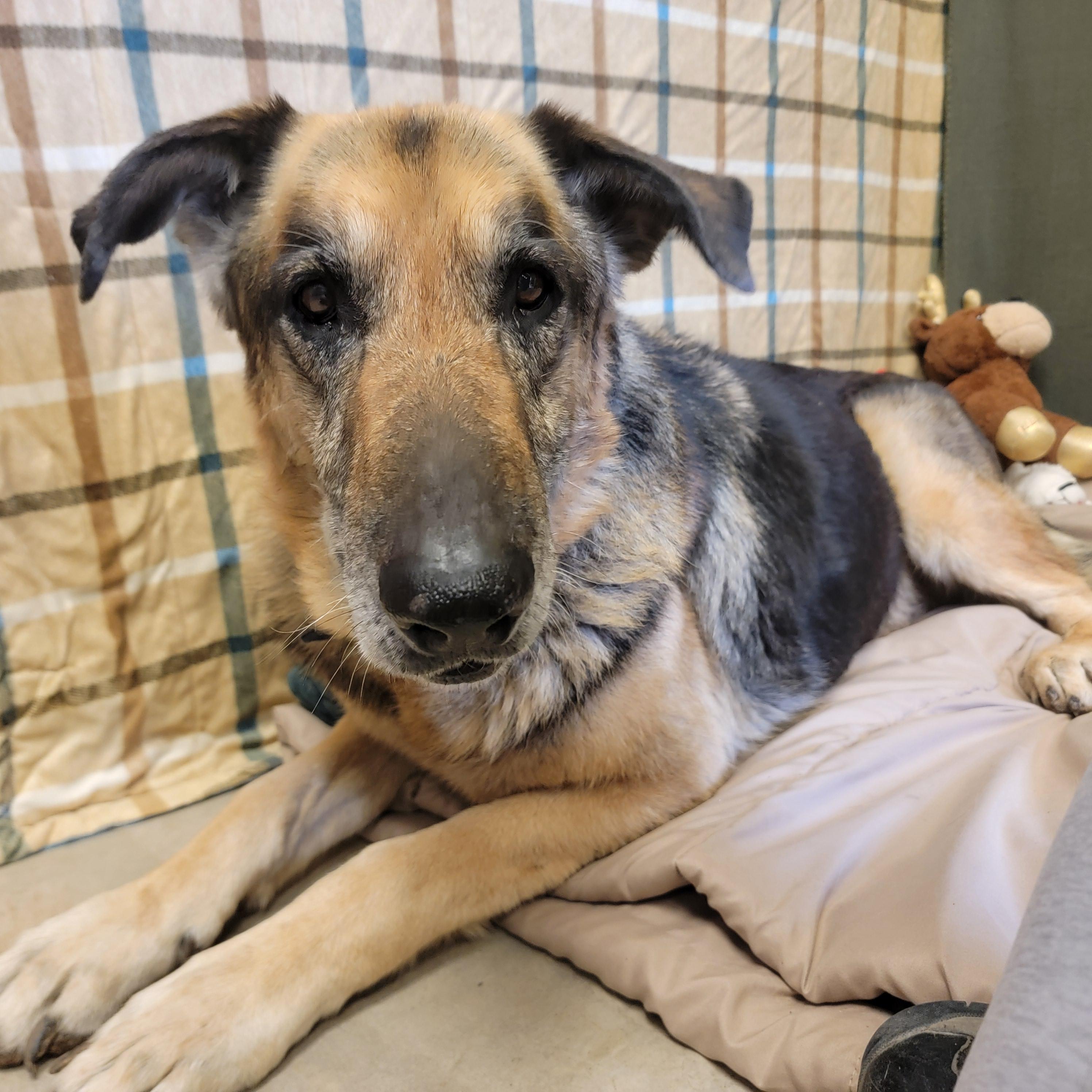 Enlarge Roy, a ADOPTABLE German Shepherd Dog in ALPINE, TX image 3/5