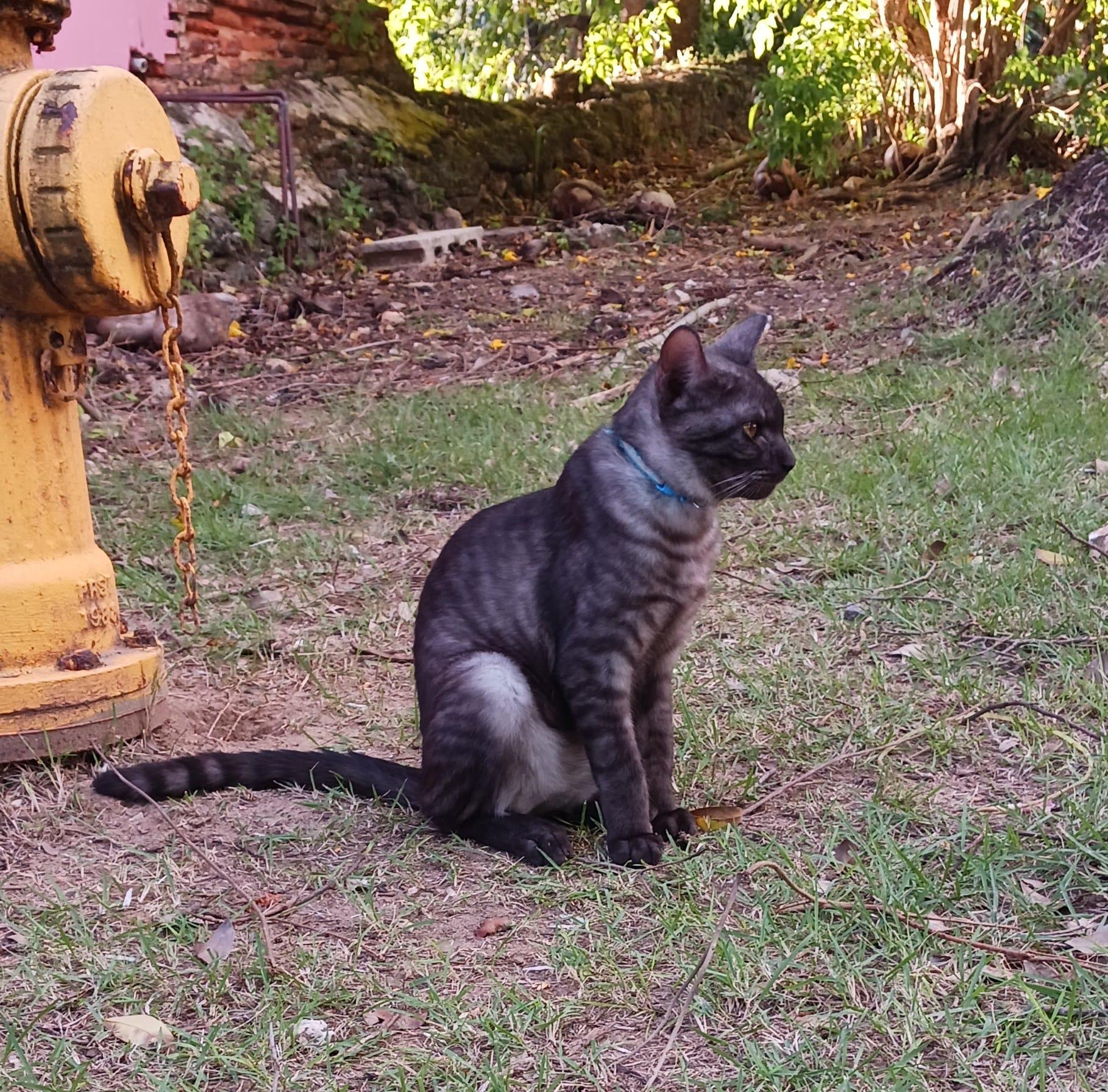 Enlarge Dodo, an adopted Domestic Short Hair in San Juan, PR image 1/5