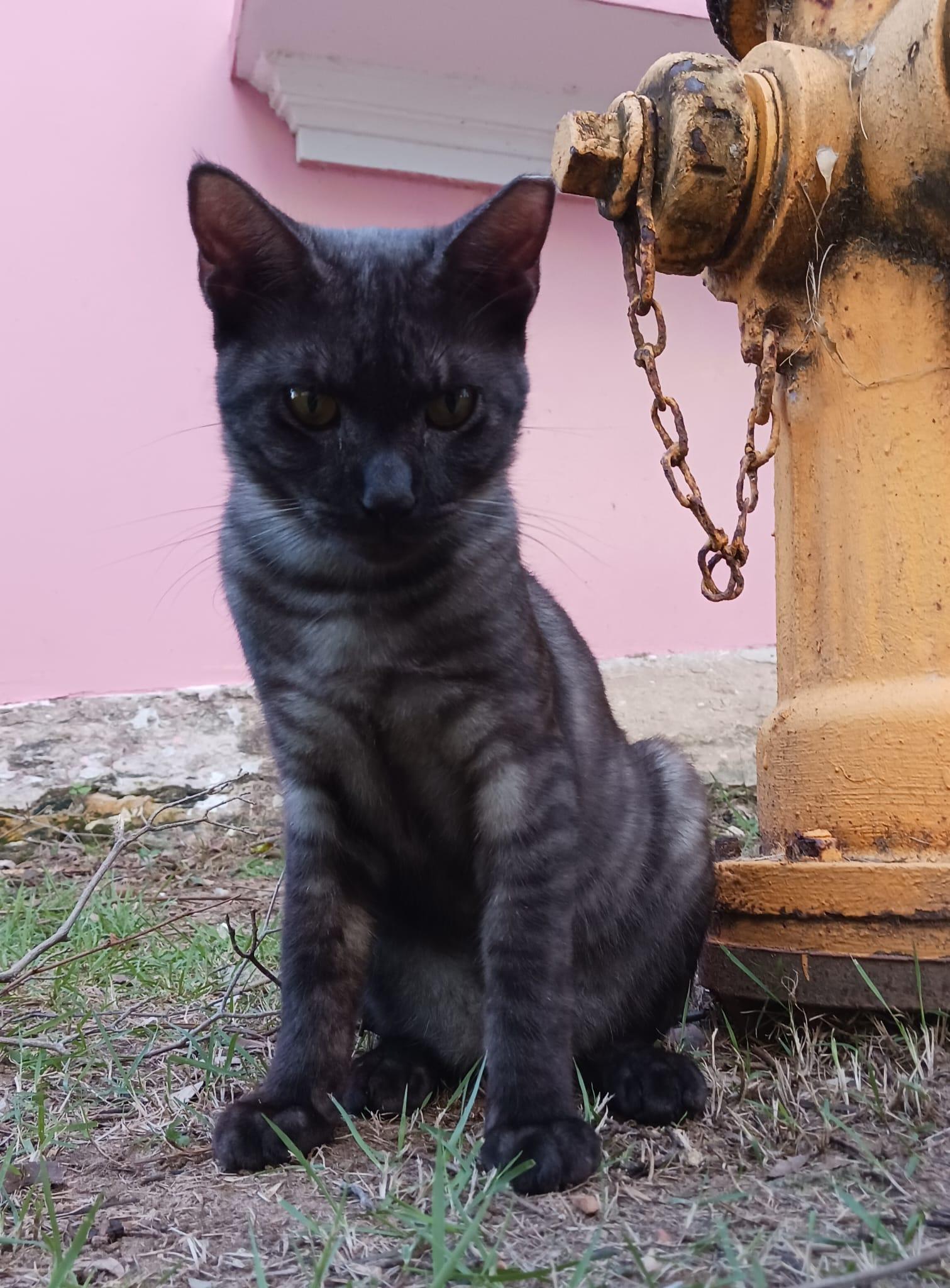Enlarge Dodo, an adopted Domestic Short Hair in San Juan, PR image 2/5