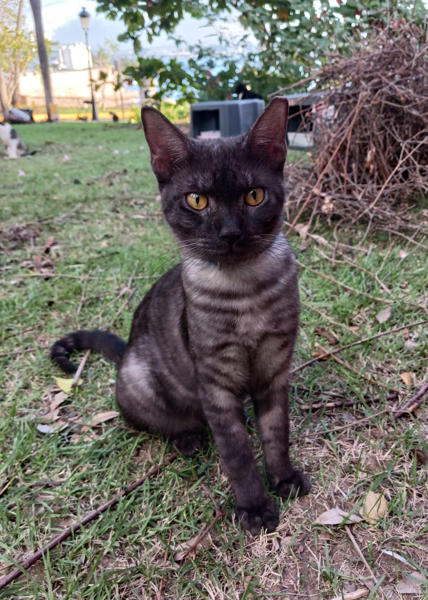 Enlarge Dodo, an adopted Domestic Short Hair in San Juan, PR image 3/5