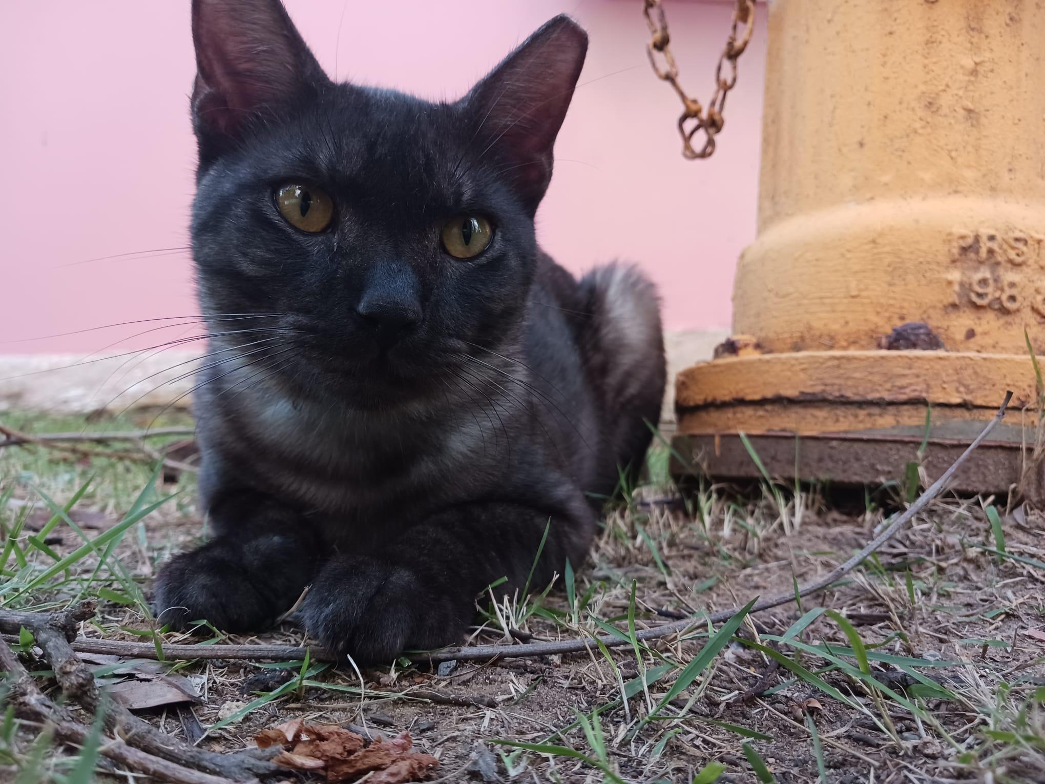 Enlarge Dodo, an adopted Domestic Short Hair in San Juan, PR image 4/5