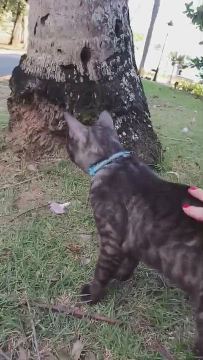 Enlarge Dodo, an adopted Domestic Short Hair in San Juan, PR video 5/5