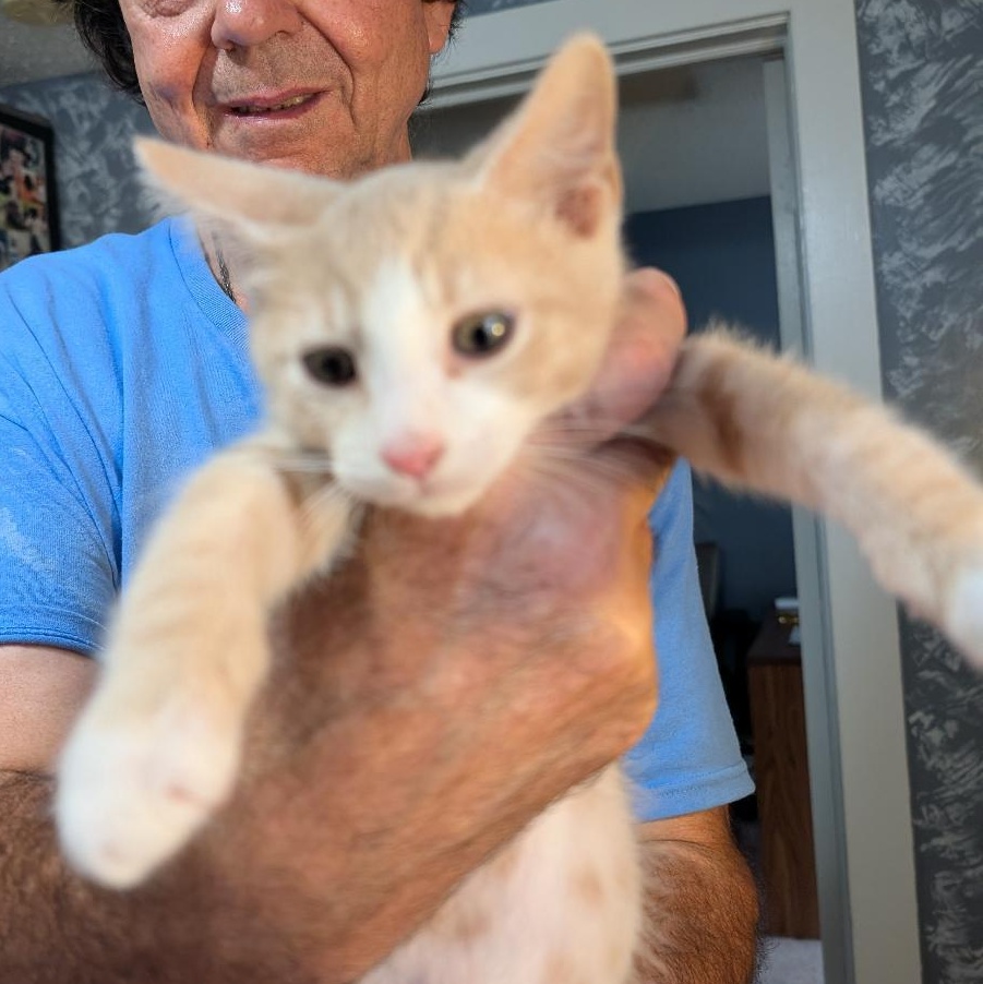 Storm, Adopted, Kitten Male Domestic Short Hair.