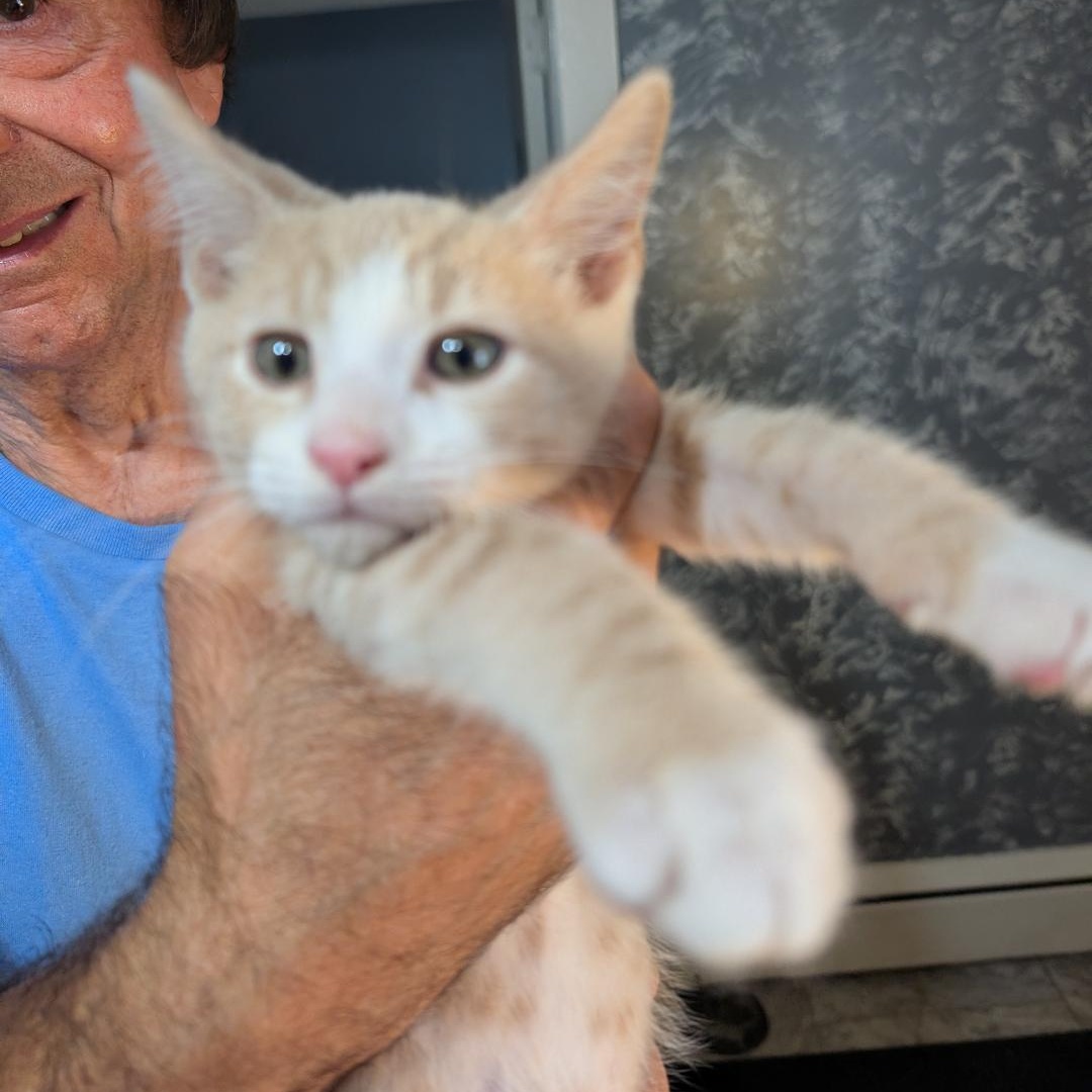 Enlarge Storm, a Adopted Domestic Short Hair in Reisterstown, MD image 2/2