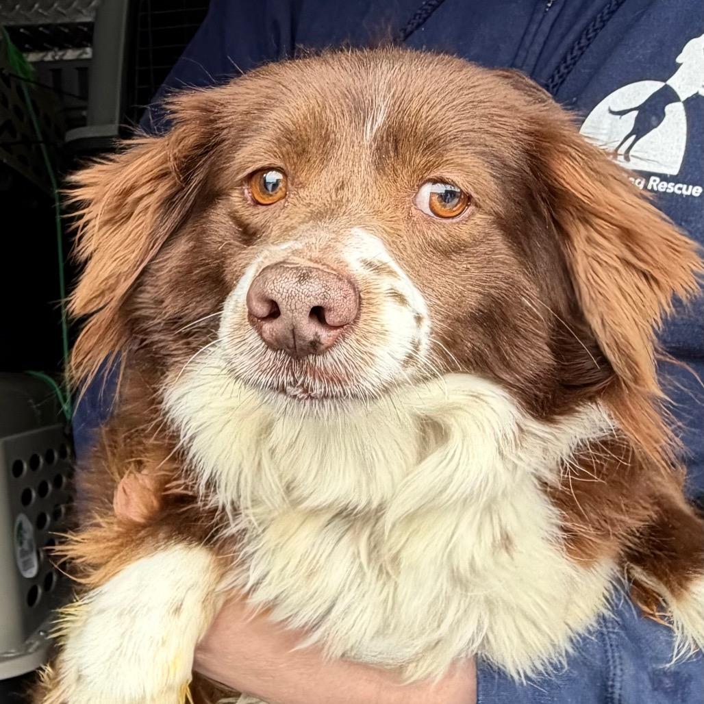 Enlarge Princess (MR26-316), a Adoptable Australian Shepherd in Peyton, CO image 1/6