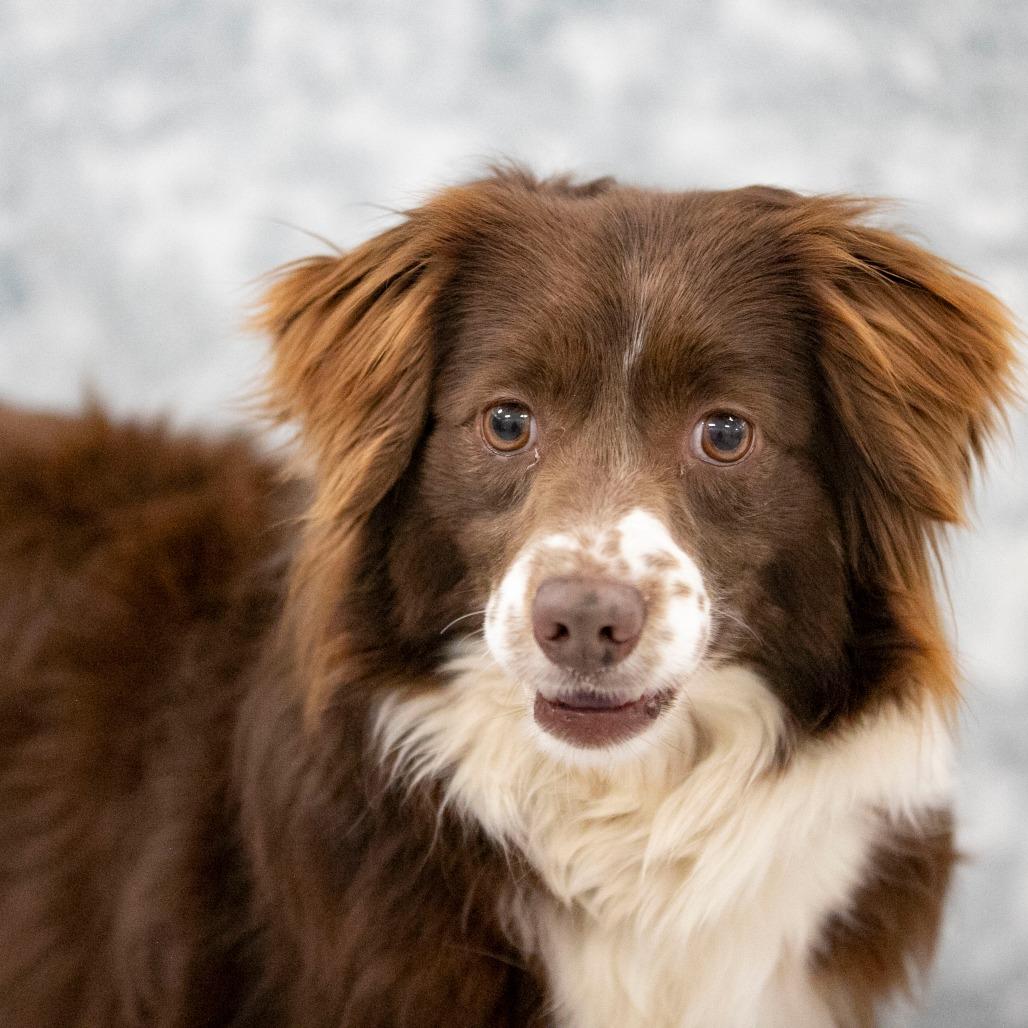 Enlarge Princess (MR26-316), a Adoptable Australian Shepherd in Peyton, CO image 2/6