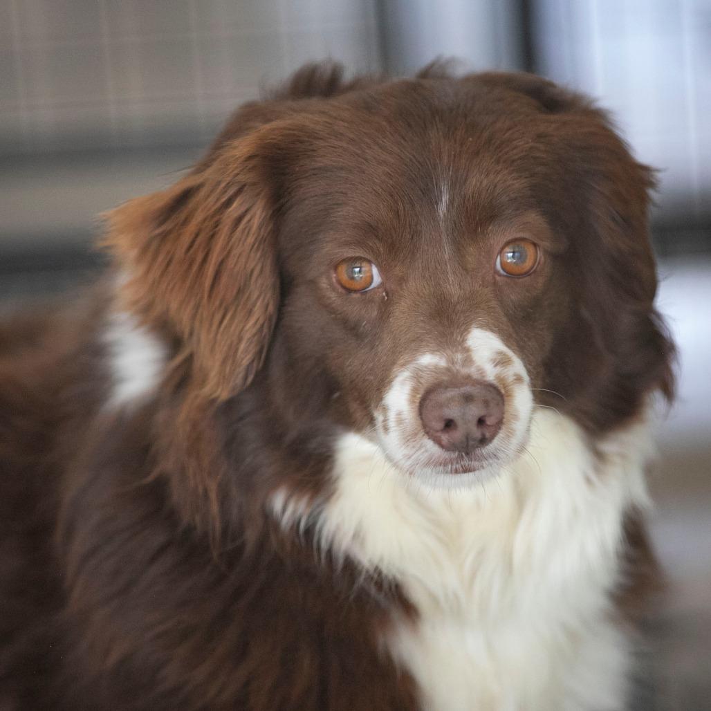 Enlarge Princess (MR26-316), a Adoptable Australian Shepherd in Peyton, CO image 3/6