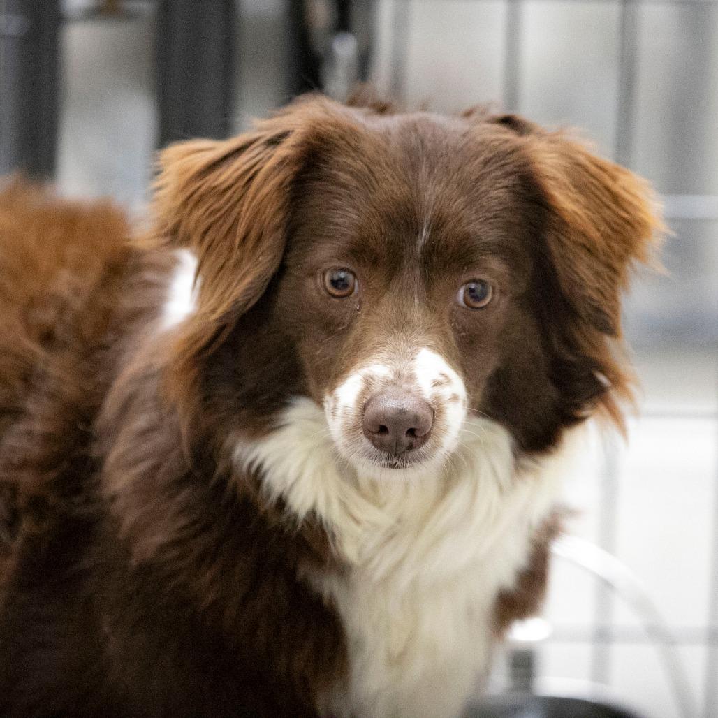Enlarge Princess (MR26-316), a Adoptable Australian Shepherd in Peyton, CO image 4/6