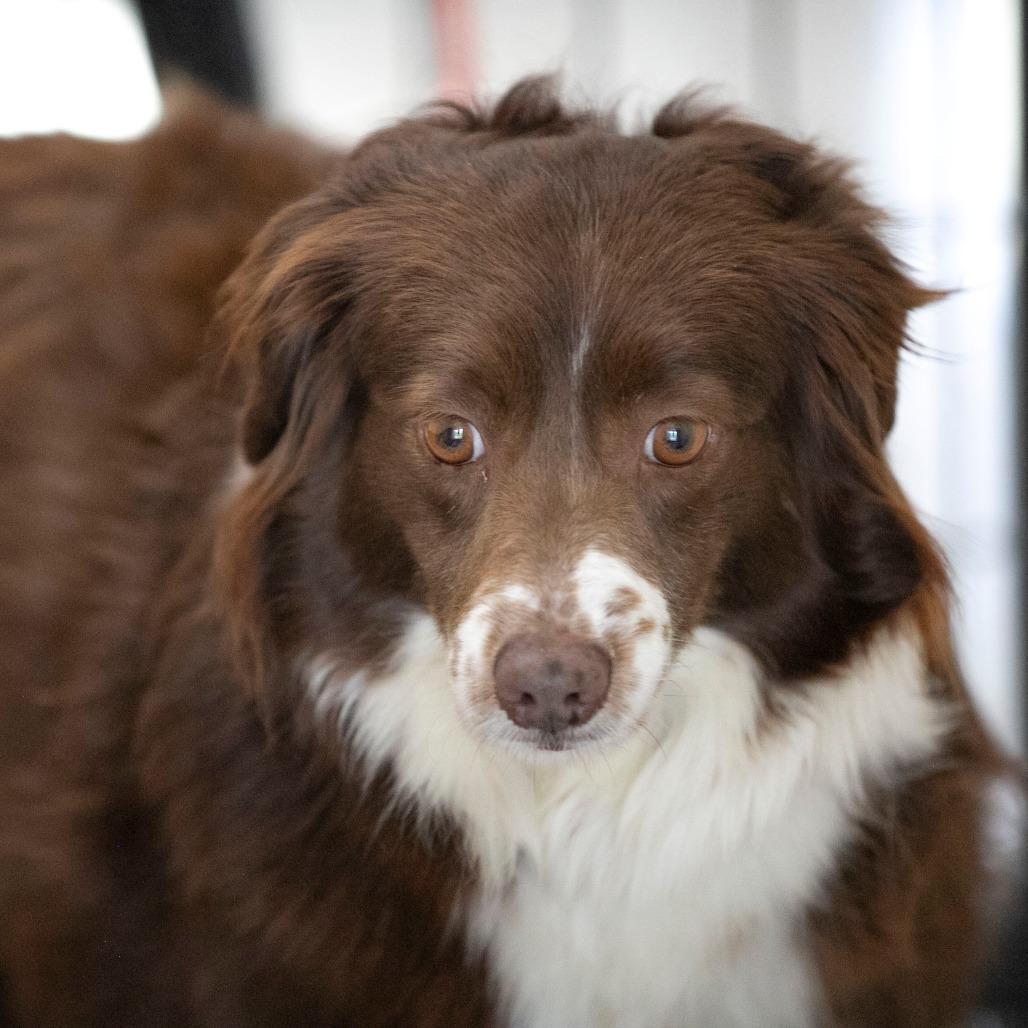 Enlarge Princess (MR26-316), a Adoptable Australian Shepherd in Peyton, CO image 5/6