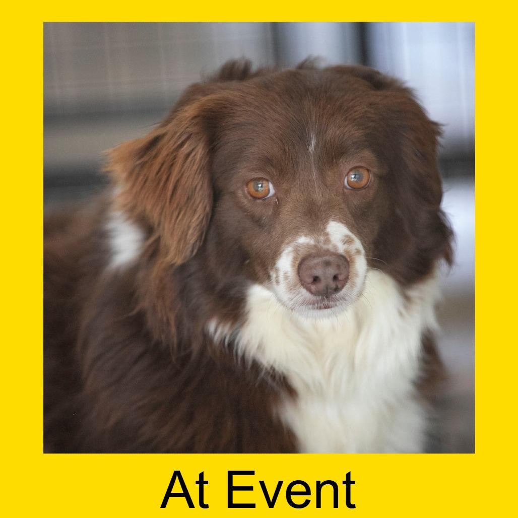 Enlarge Princess (MR26-316), a Adoptable Australian Shepherd in Peyton, CO image 6/6
