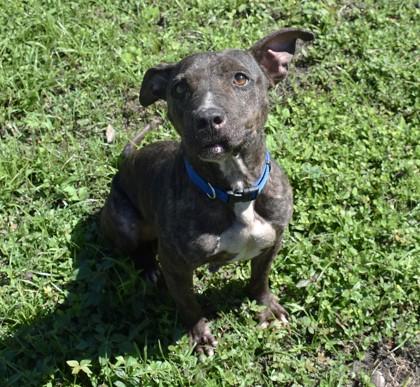 Opal, adopted, Senior Female Boxer & Catahoula Leopard Dog.