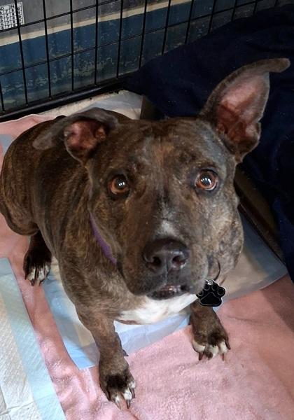 Enlarge Opal, an adopted mixed breed in Inverness, FL image 2/2