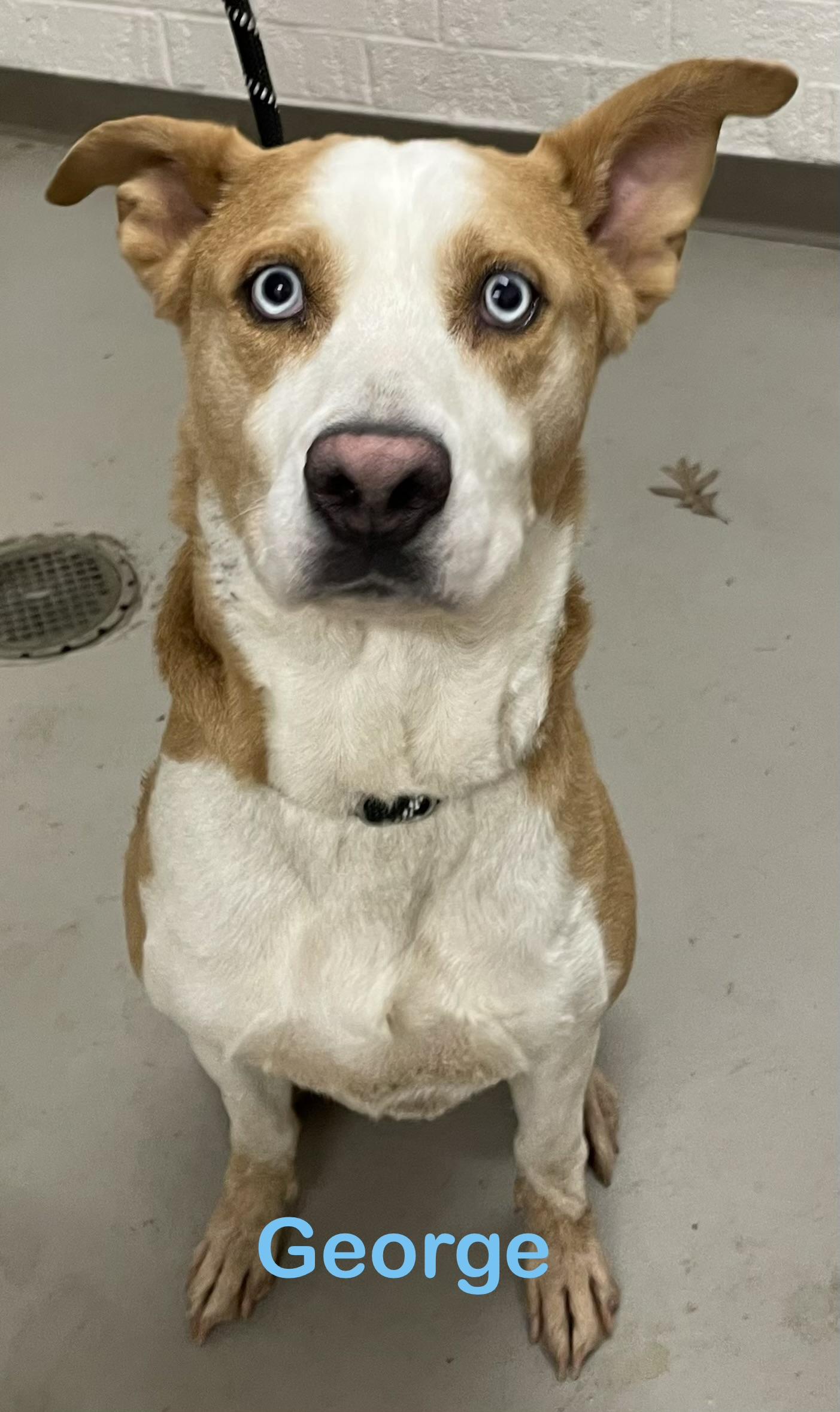 Enlarge George AVAILABLE, a ADOPTABLE mixed breed in Canton, OH image 2/4