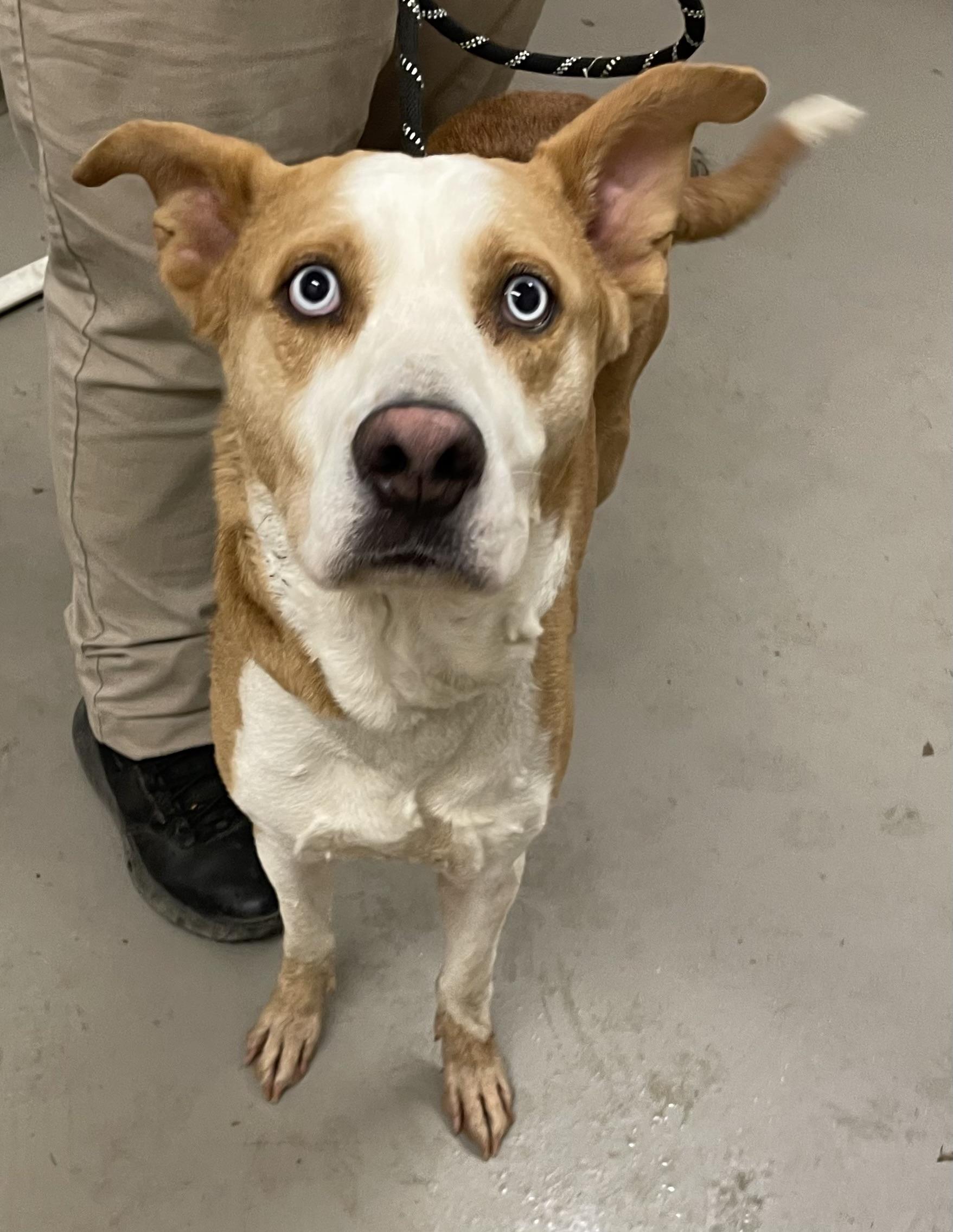 Enlarge George AVAILABLE, a ADOPTABLE mixed breed in Canton, OH image 3/4